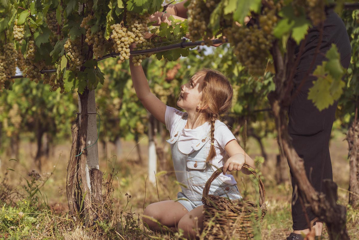 La Vendemmia: una festa per tutti