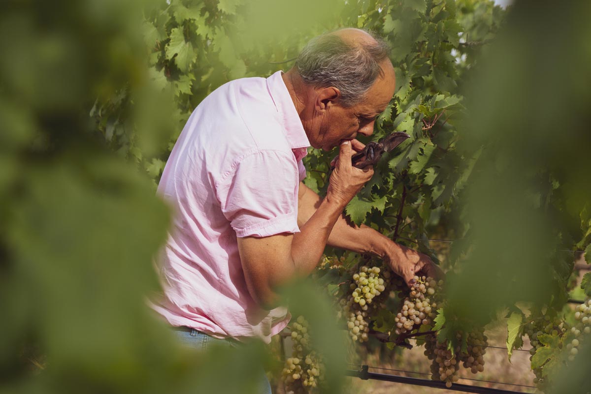 La Vendemmia: una festa per tutti